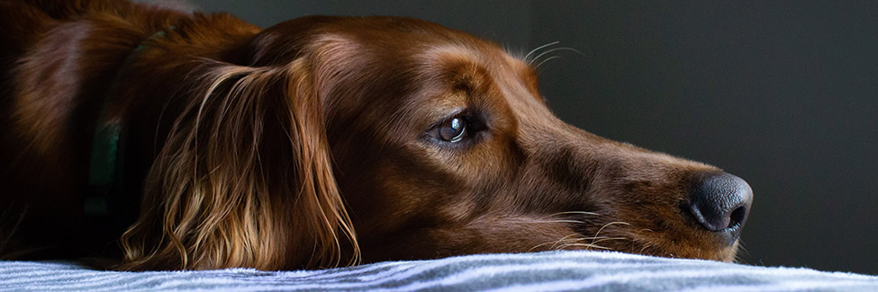 dog on bed